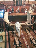 Moose head from Horn Mountain Living